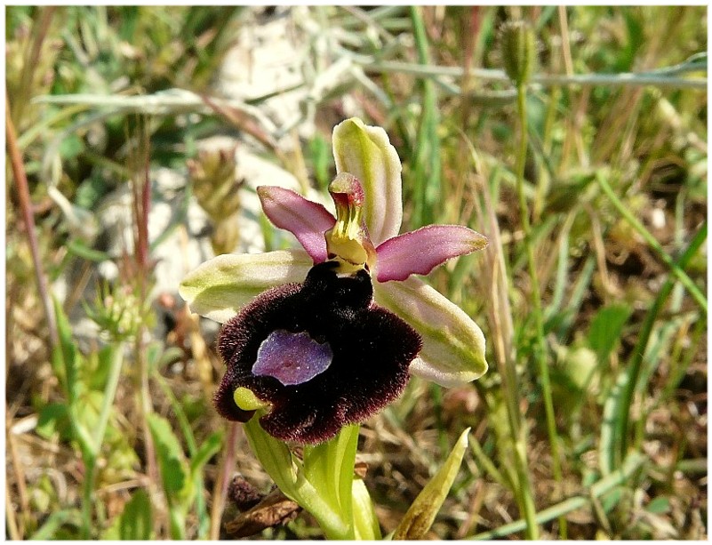 Ophrys bertolonii o explanata?